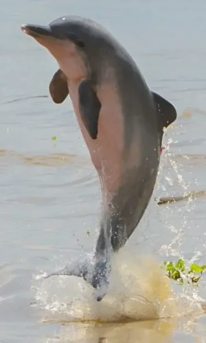 Sotalia-fluviatilis-Fernando-Trujillo-Fundacion-Omacha-4